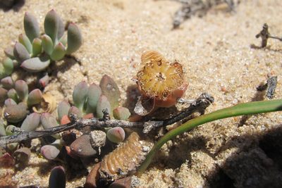 Jordaaniella clavifolia, photographed by James Deacon