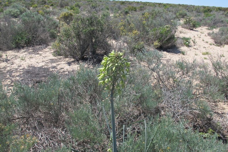Albuca grandis, photographed by James Deacon