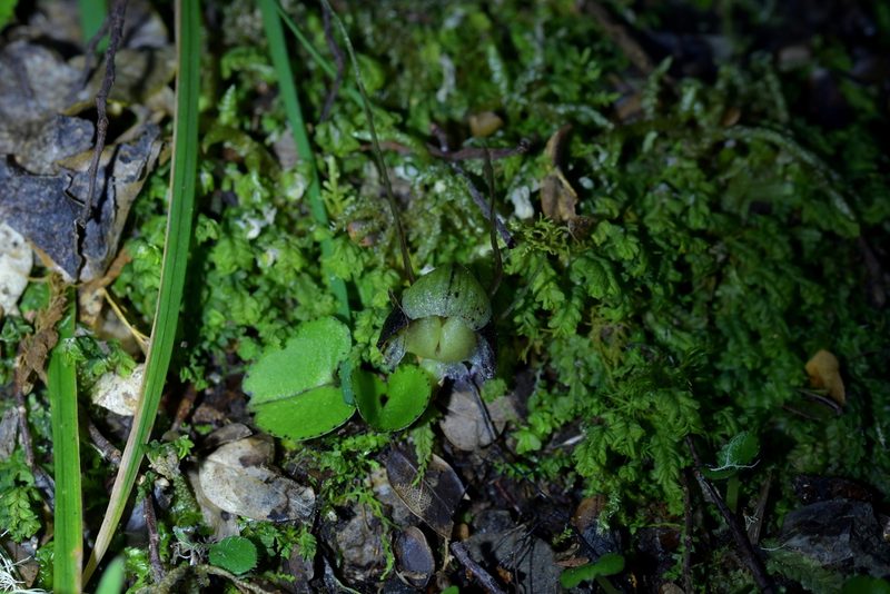 Corybas trilobus, photographed by Christopher Stephens