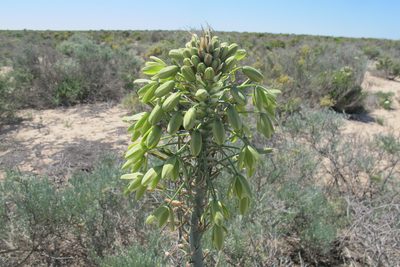 Albuca grandis, photographed by James Deacon
