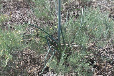 Albuca grandis, photographed by James Deacon