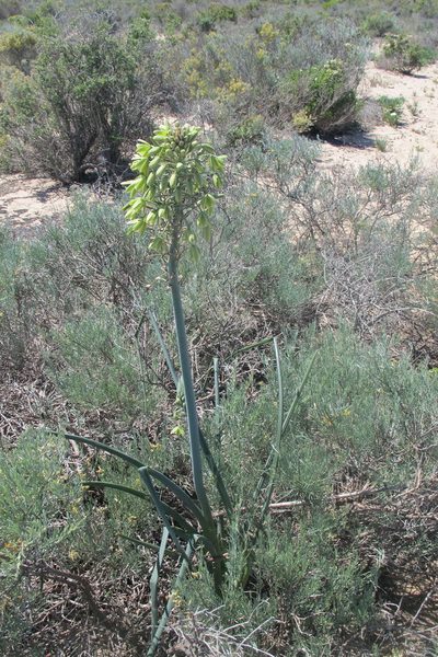 Albuca grandis, photographed by James Deacon
