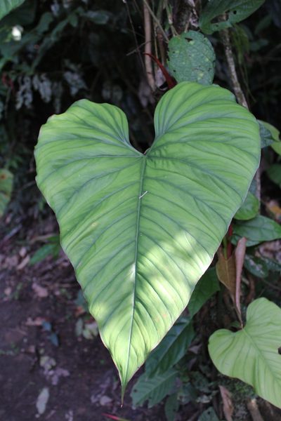 Philodendron ernestii, photographed by Michael A. Alcorn