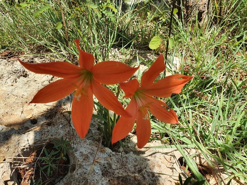 Zephyranthes bifolia, photographed by Yolanda M. Leon