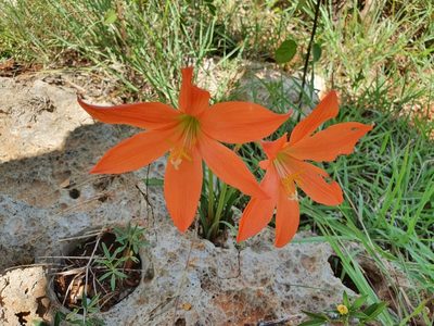 Zephyranthes bifolia, photographed by Yolanda M. Leon