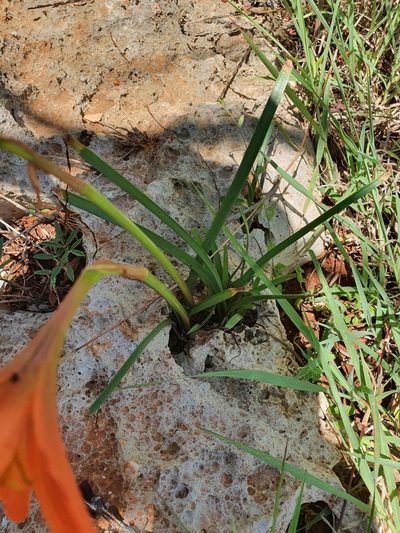 Zephyranthes bifolia, photographed by Yolanda M. Leon