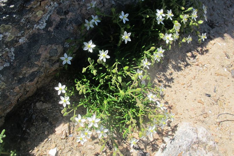 Spergularia bocconei, photographed by James Deacon