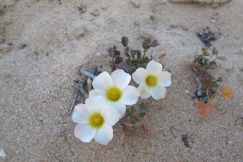 Oxalis annae, photographed by James Deacon