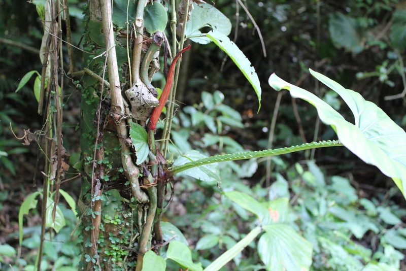 Philodendron ernestii, photographed by Michael A. Alcorn