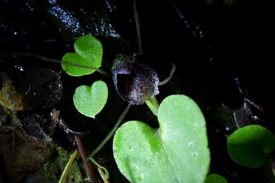 Corybas iridescens, photographed by Christopher Stephens