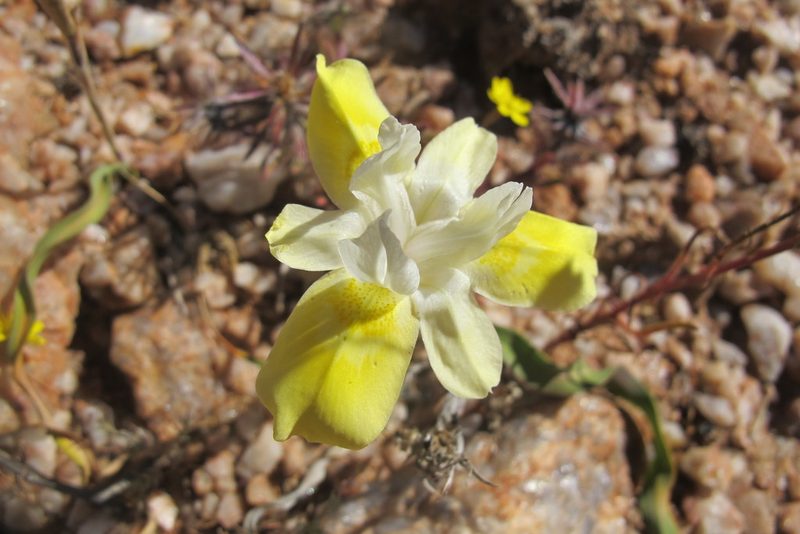 Moraea bolusii, photographed by James Deacon