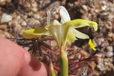 Moraea bolusii, photographed by James Deacon