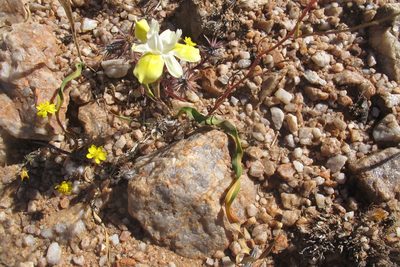 Moraea bolusii, photographed by James Deacon