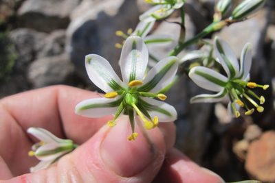 Coilonox polyphyllum, photographed by James Deacon