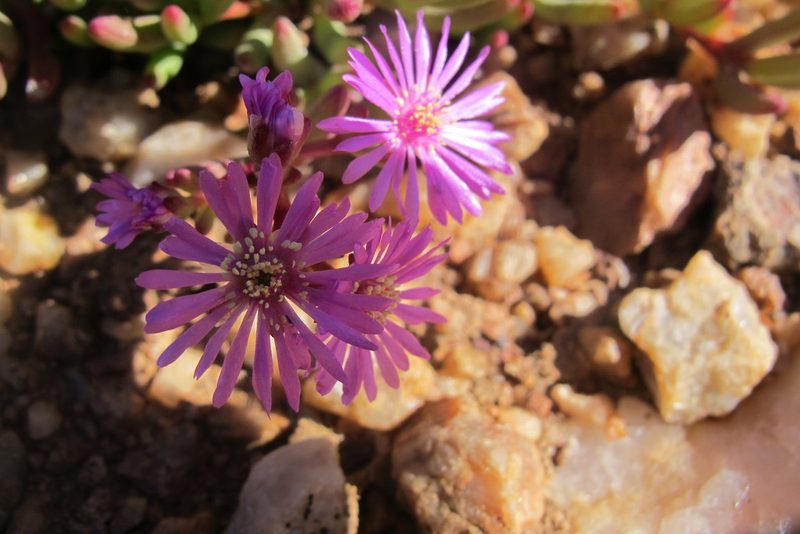 Ruschia viridifolia, photographed by James Deacon