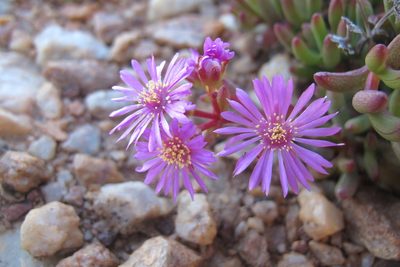 Ruschia viridifolia, photographed by James Deacon