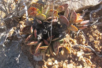 Adromischus alstonii