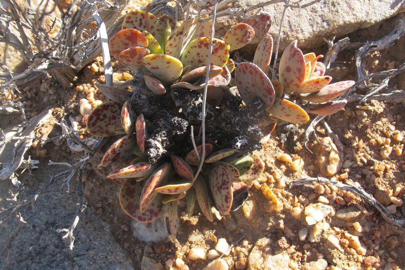 Adromischus alstonii, photographed by James Deacon