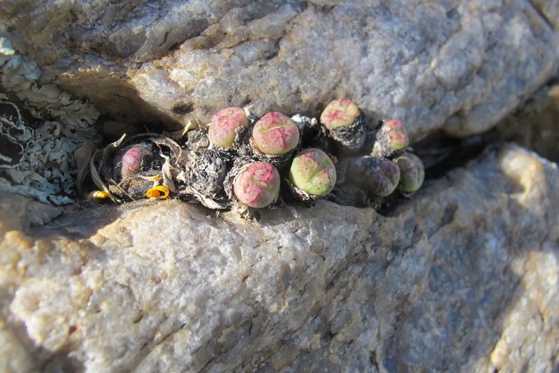 Conophytum violaciflorum, photographed by James Deacon