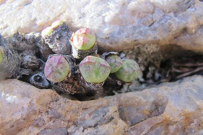 Conophytum violaciflorum, photographed by James Deacon