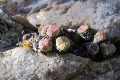 Conophytum violaciflorum, photographed by James Deacon