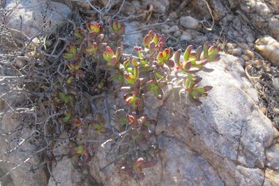 Crassula brevifolia, photographed by James Deacon