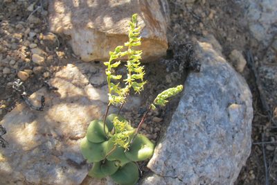 Holothrix secunda, photographed by James Deacon