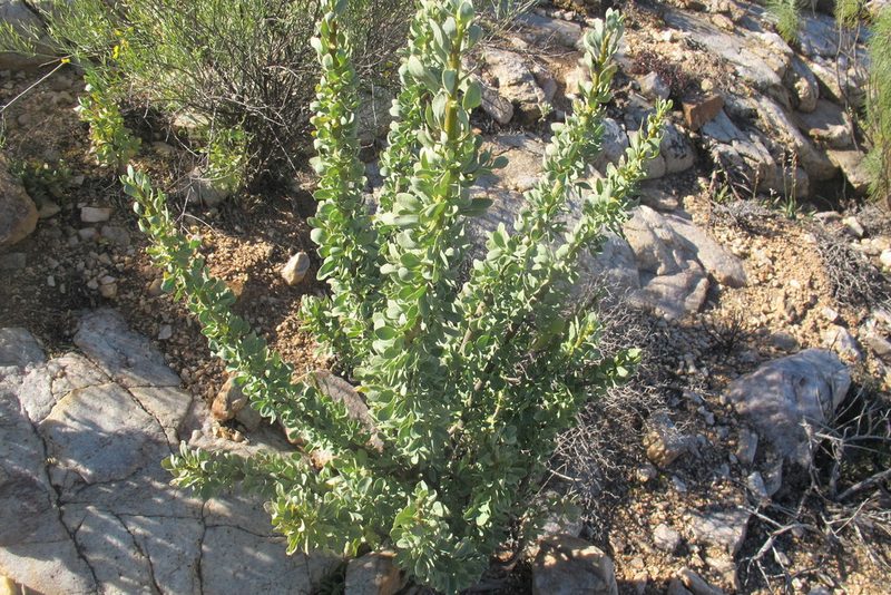 Othonna cerarioides, photographed by James Deacon