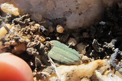 Striatula platyphylla, photographed by James Deacon