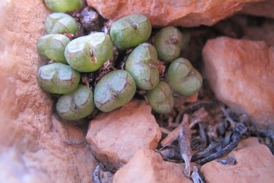 Conophytum violaciflorum, photographed by James Deacon