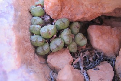 Conophytum violaciflorum, photographed by James Deacon