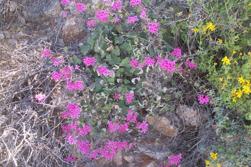 Pelargonium echinatum, photographed by James Deacon