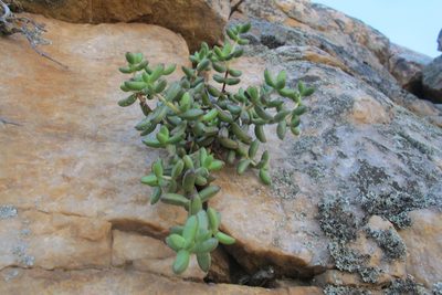 Crassula brevifolia, photographed by James Deacon