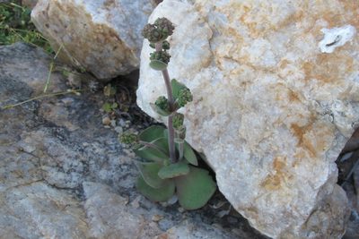 Crassula tomentosa, photographed by James Deacon