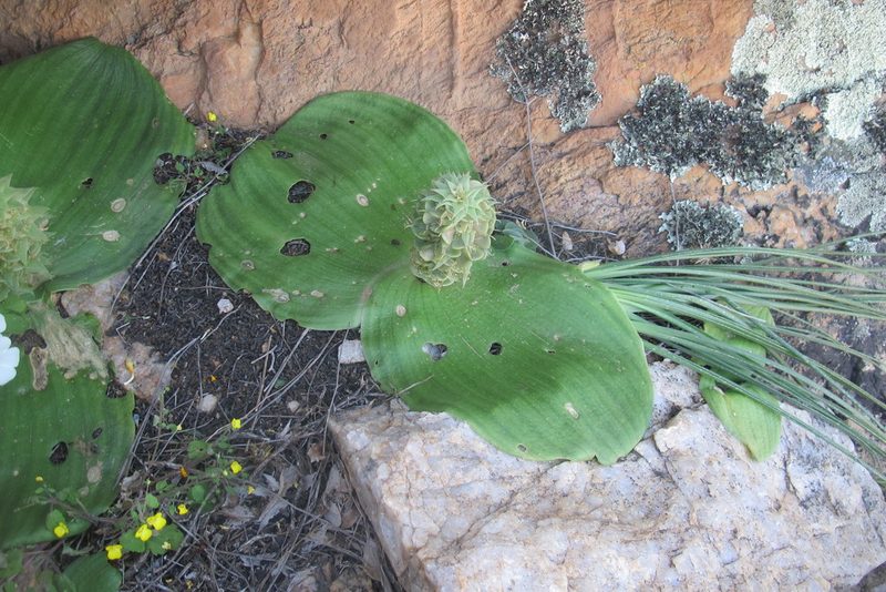 Whiteheadia bifolia, photographed by James Deacon