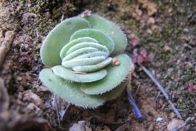 Crassula tomentosa, photographed by James Deacon