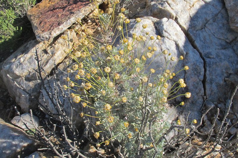 Euryops dregeanus, photographed by James Deacon