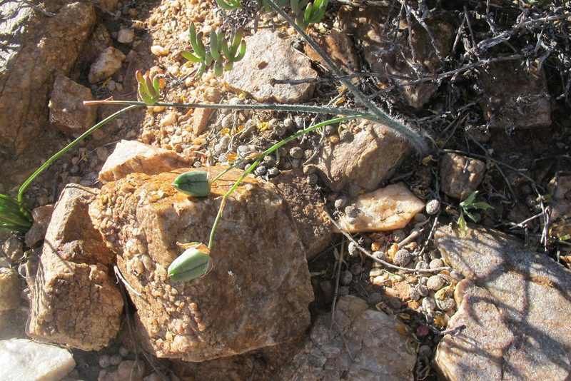 Albuca villosa, photographed by James Deacon