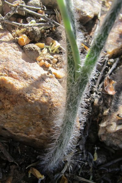 Albuca villosa, photographed by James Deacon