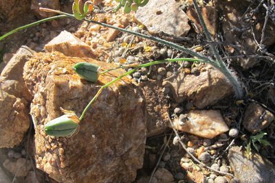 Albuca villosa, photographed by James Deacon