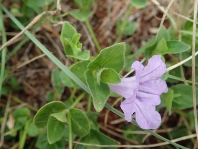 Ruellia cordata, photographed by Peter Warren