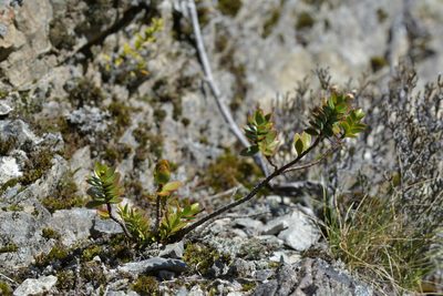 Veronica decumbens, photographed by Christopher Stephens