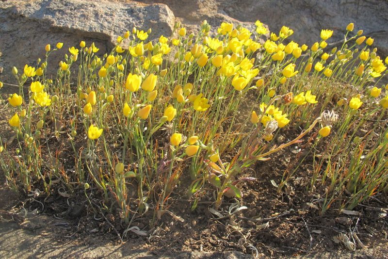 Eliokarmos rupestris, photographed by James Deacon