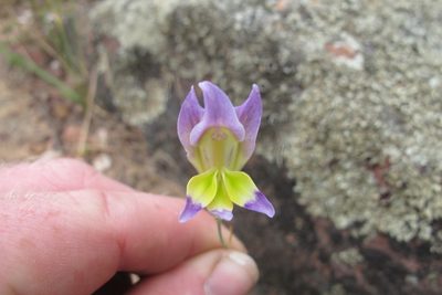 Gladiolus venustus, photographed by James Deacon