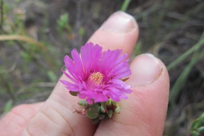 Ruschiella lunulata, photographed by James Deacon