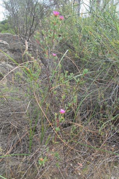 Ruschiella lunulata, photographed by James Deacon