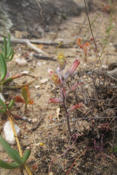 Lachenalia schlechteri, photographed by James Deacon