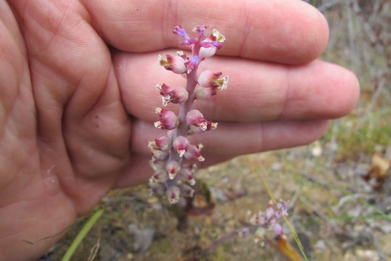 Lachenalia membranacea, photographed by James Deacon