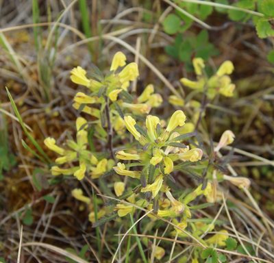 Pedicularis labradorica, photographed by nina_nesterova
