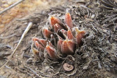 Haworthia nortieri, photographed by James Deacon